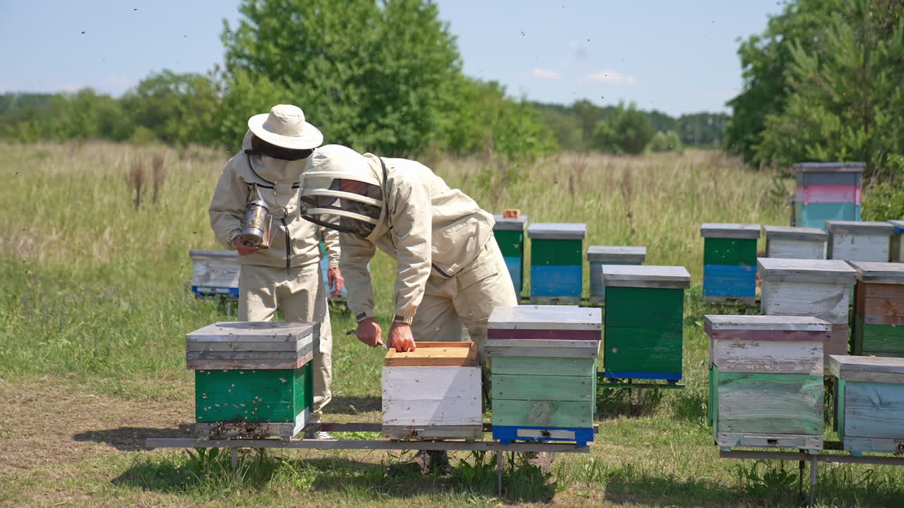 Apiary with wooden hives at the sunny meadow. Lots of bees swarming around. Beekeepers using tools to open and check up hives.