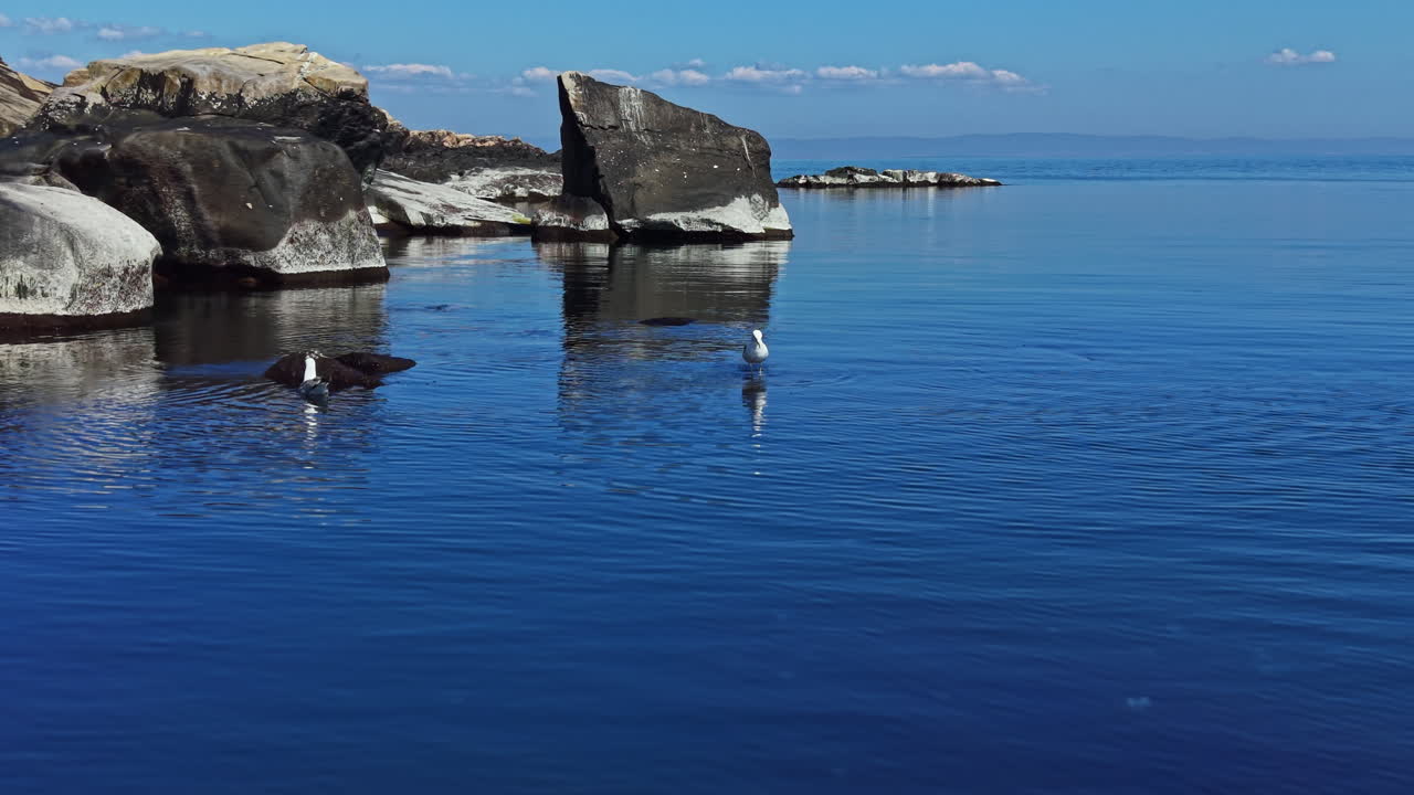 Чайки гуляют возле больших камней у спокойного моря под чистым голубым небом днем в прибрежной зоне с редкими облаками.