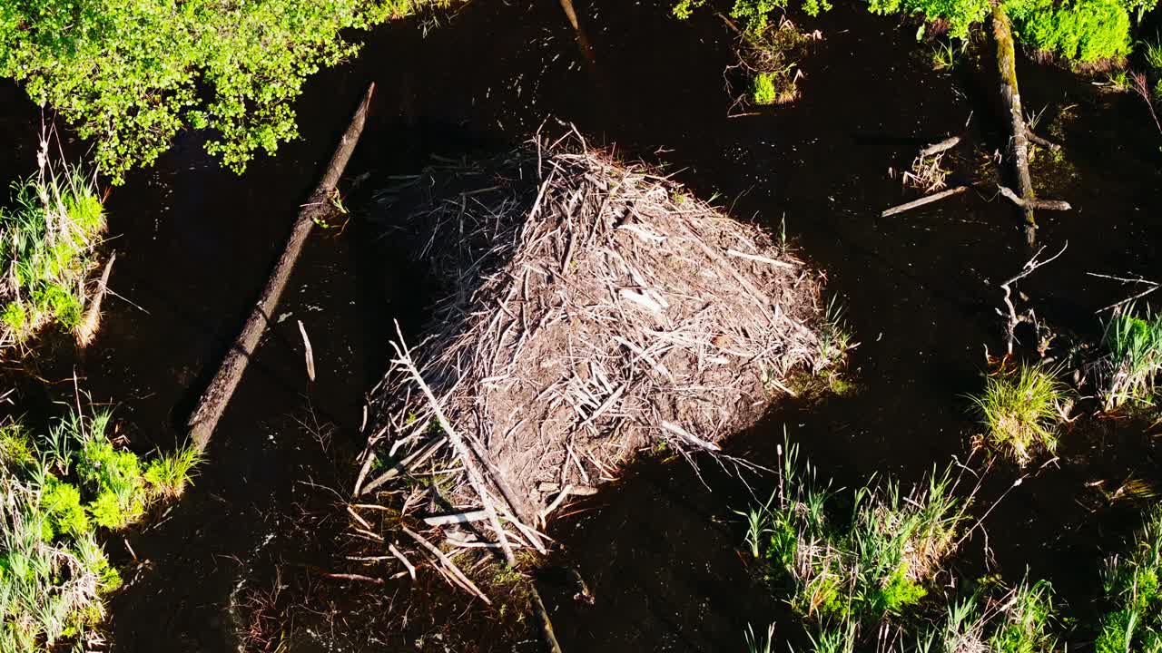 Drone floats above handmade beaver lodge nestled in Buļļupe wetlands near Riga