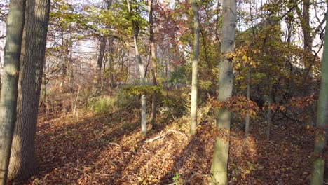 Auf-Dem-Weg-Zu-Einem-Unberührten-Wald