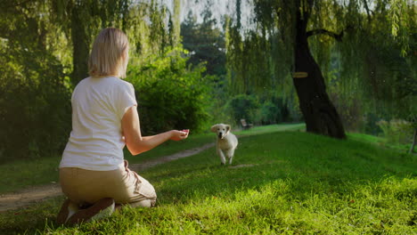 A-cute-golden-retriever-puppy-runs-to-its-owner.-A-fun-walk-in-the-park-with-your-favorite-pet.-Slow-motion-4k-video