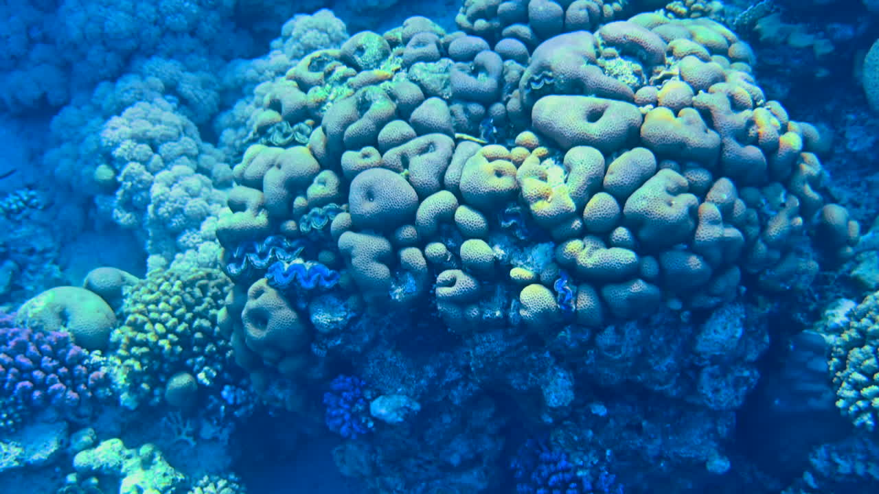 Close up of a colourful coral reef in the red sea