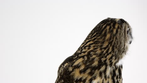 Eurasian-eagle-owl-stares-towards-camera-and-turns-away---isolated-on-white-background