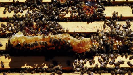 close-up of honey bee frame covered with bees