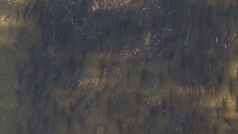 salmon swim upstream in a river during migration, creating a natural underwater pattern