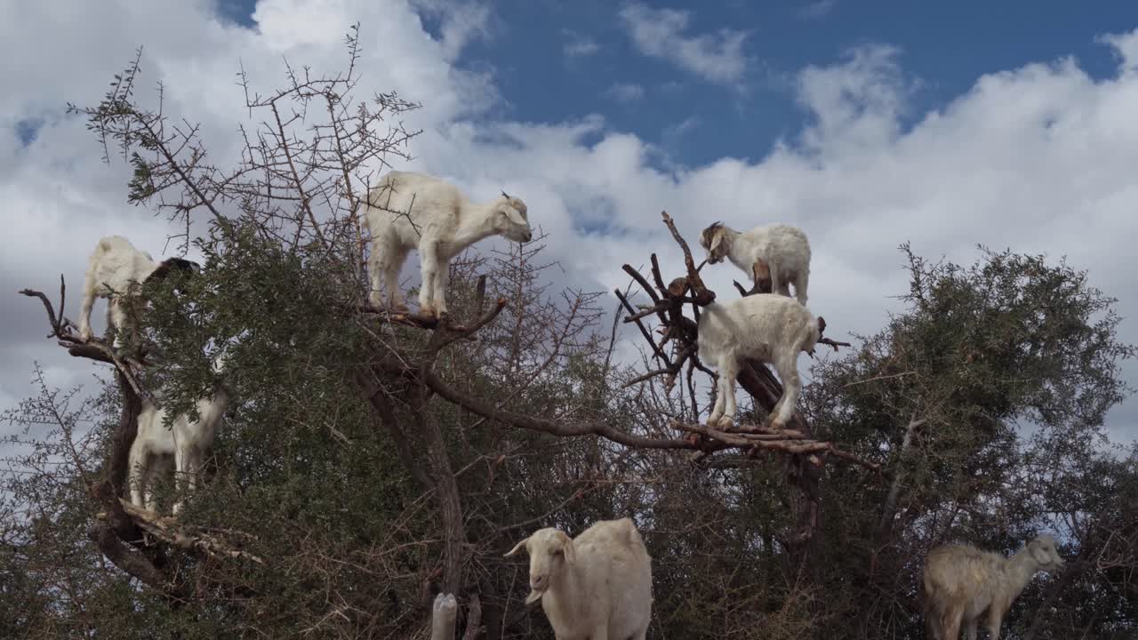 grupo de cabras arbóreas paradas en ramas de árboles en marruecos, vista de mano