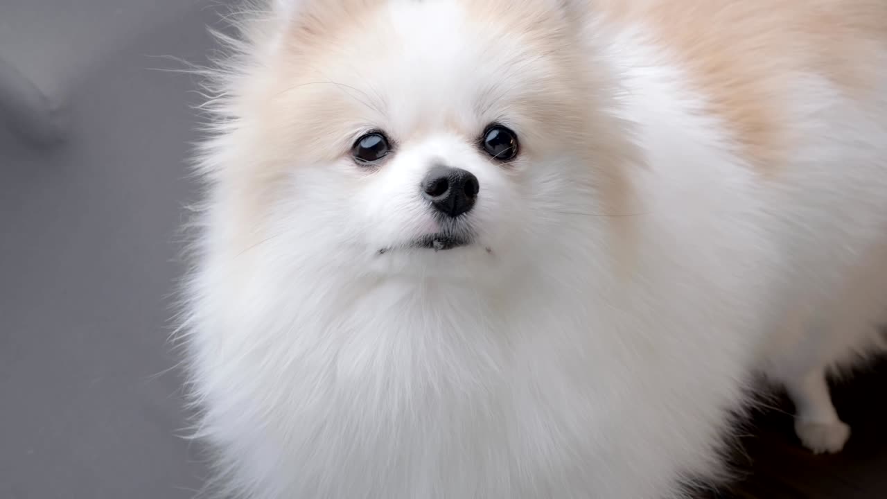 귀여운 색 털, 포메라니아 개, 소파에 앉아, 카메라를 바라보며 게으르게 휴식을 취합니다.