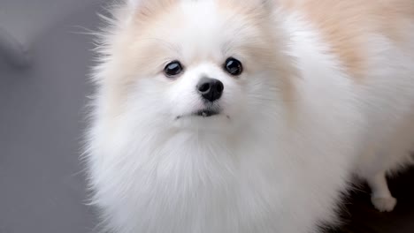 cute pretty white fur hair pomeranian dog sit relax  lazy on sofa couch looking at camera stay home concept