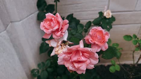 rosas rosas en un jardín