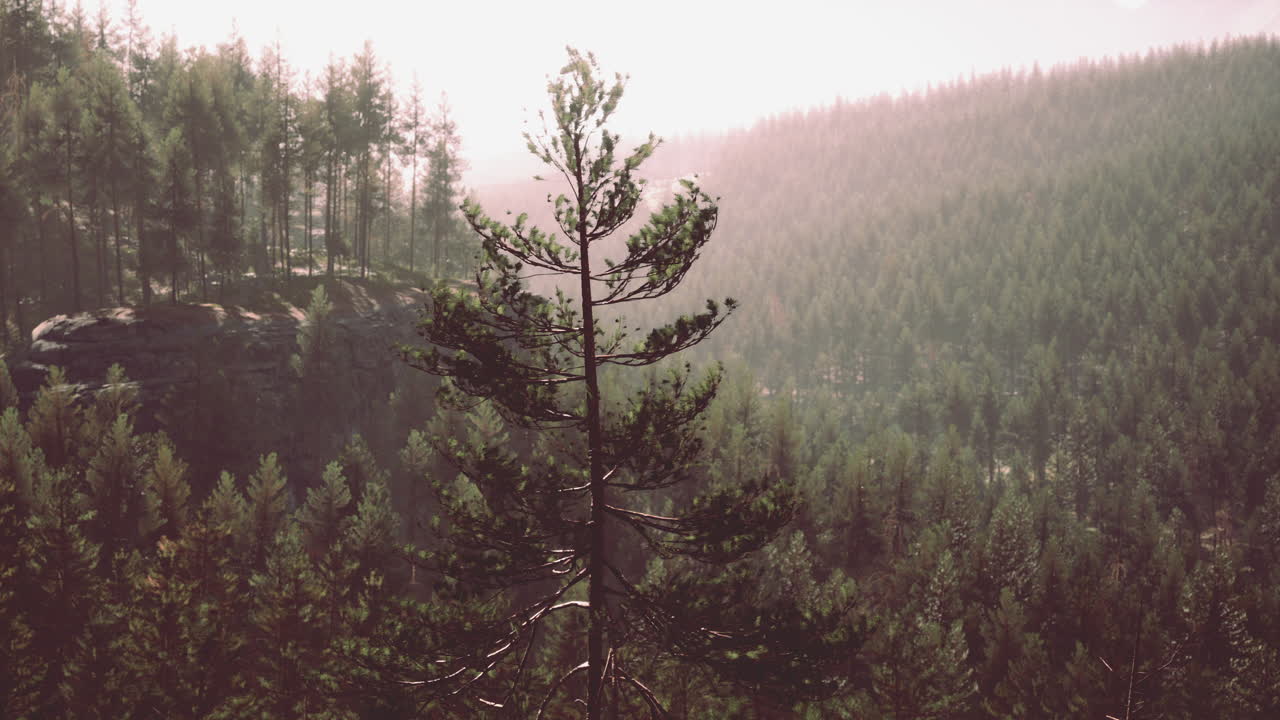hermoso bosque perenne remoto en la montaña