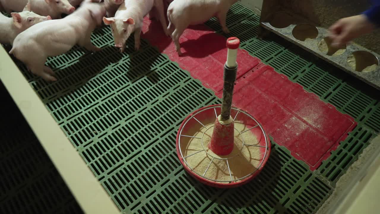 Farmer feeding piglets at pig farm