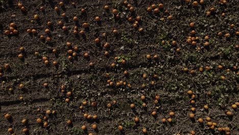 Pumpkins-Growing-In-Field-Top-View