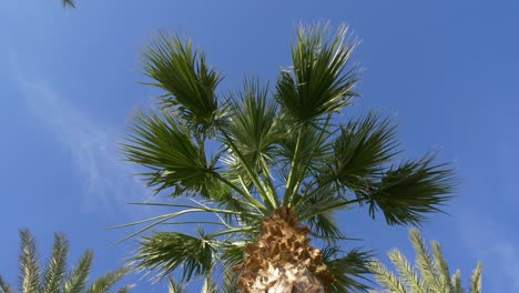 palmera de fecha en fondo de cielo azul. palmera verde vista de ángulo bajo