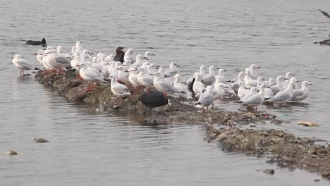 Hermosa-Isla-De-Gaviotas-Blancas-En-El-Agua-Del-Lago-I-Isla-De-Gaviotas-Almacen-De-Video