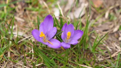 close-up shot of a vibrant purple crocus about to fully blood swaying in the wind