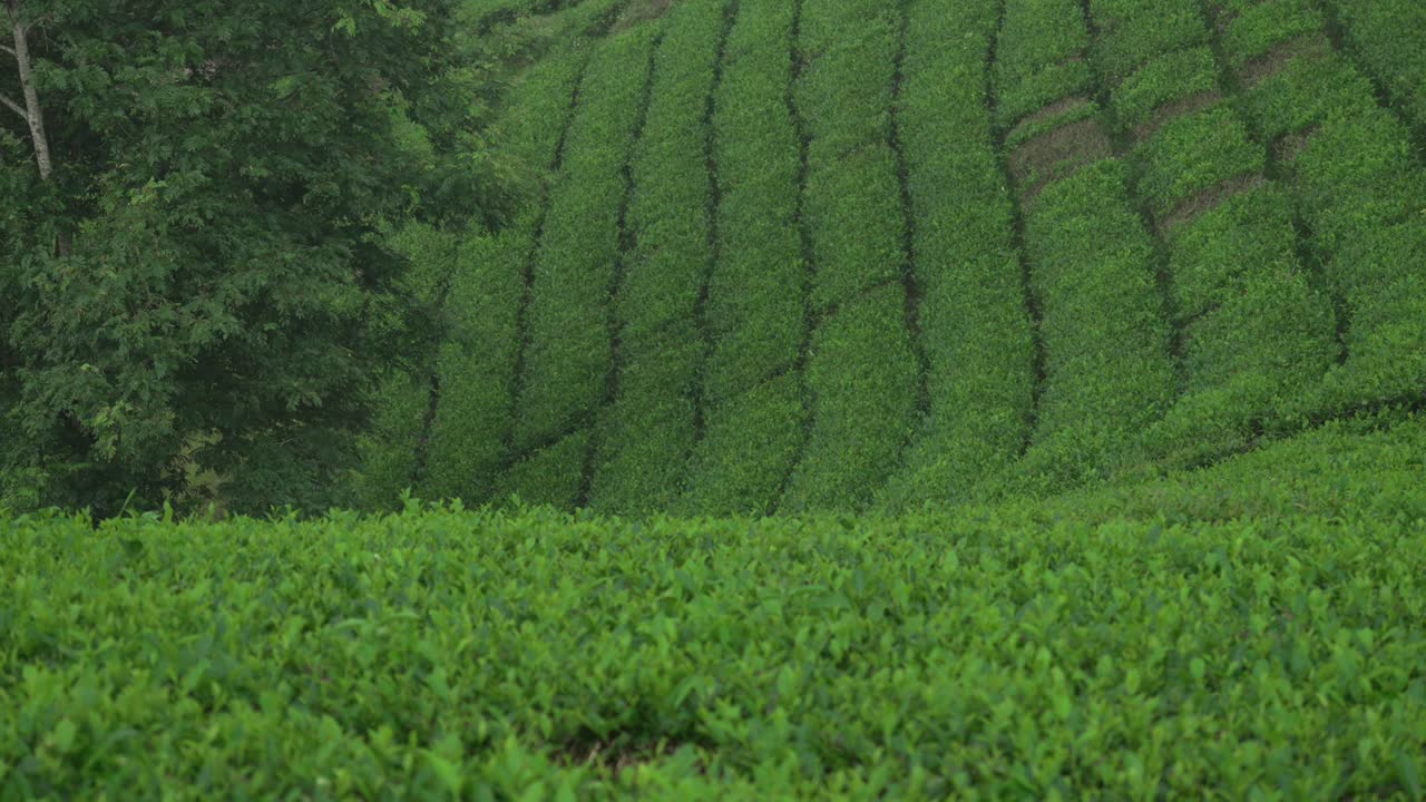 Tea hills valley Long Coc Vietnam agriculture cultivation leaf Southeast Asia rural