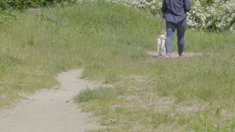 caucasian lady out for walk in nature with white pet dog in leash