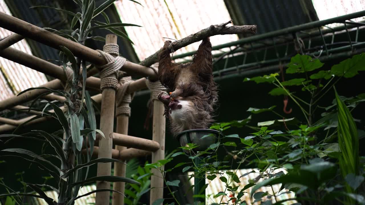perezoso colgando boca abajo de la rama comiendo comida en el santuario