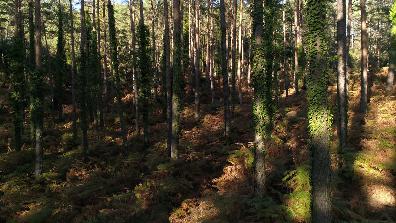 bosque de montaña de verano, aventura al aire libre