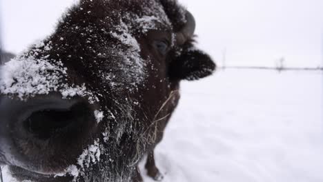 Bison-Super-Nahaufnahme-Weitwinkel-Slomo