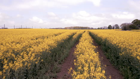 sobrevuelo aéreo bajo del campo de colza en flor