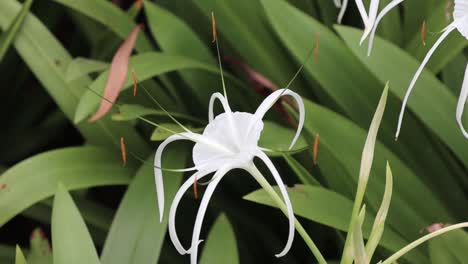 white flower tropical