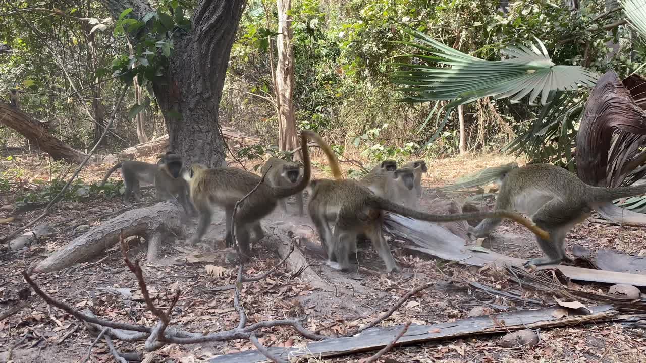 los monos vervet verdes luchan por el dominio, el parque forestal de bijilo y el sendero natural comúnmente conocido como parque de monos, gambia