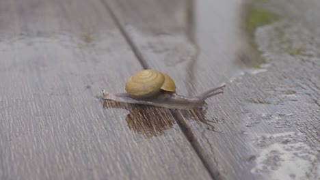 4k video snail slowly crawling on wet wooden floor.