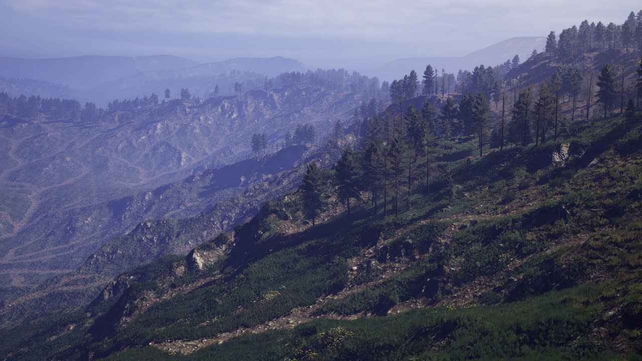 Charred landscape shows recovery after forest fire in mountainous region