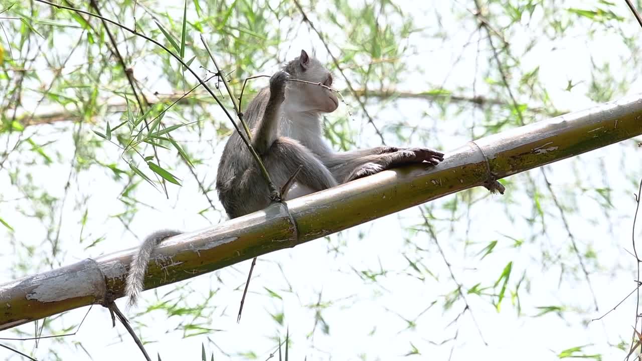 los macacos de cola larga son los monos más fáciles de encontrar en tailandia, ya que están presentes en complejos de templos, parques nacionales e incluso pueblos y ciudades