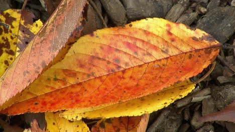 close-up of colorful autumn leaves on ground