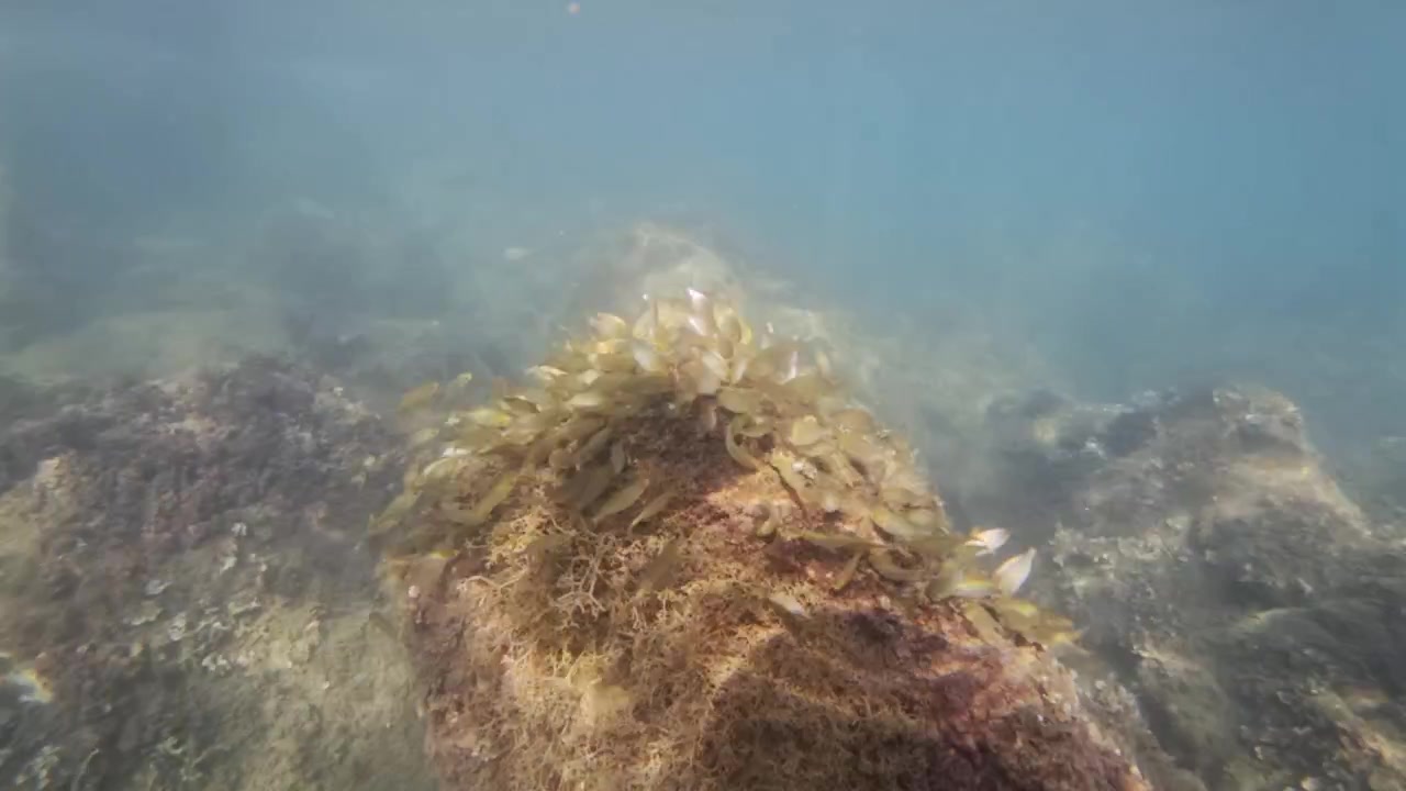 Undervandsscene, der viser stimer af små fisk, der bebor en stor sten dækket af tang og havplanter på havbunden.