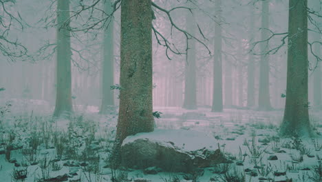 winter in a spruce forest covered with white fluffy snow