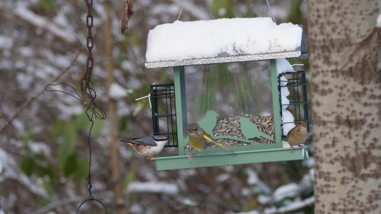 Static shot of bird's nest with two greenfinches and one Eurasian blue tit in winter with snow during the day, medium shot