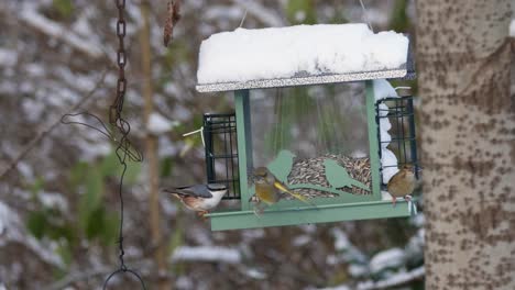 static shot of bird's nest with two greenfinches and one eurasian blue tit in winter with snow during the day, medium shot