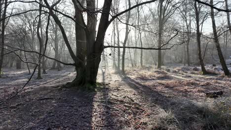 Misty winter forest sun shining through trees panning drone aerial low shot