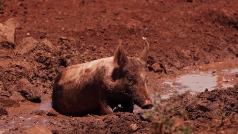 warthog cools off in a mud wallow