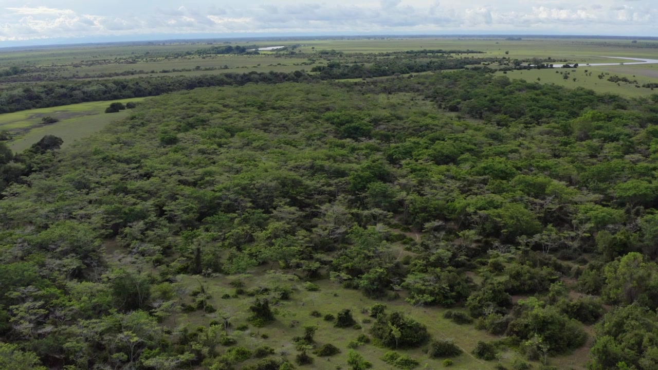 Stunning drone shot glides over lush forest merging with expansive savanna in Colombia’s Orinoquía region, showcasing natural transition zones under soft daylight.