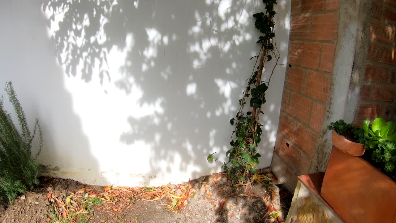 빛과 그림자의 매혹적인 세계로 들어가십시오. 이 매혹적인 타임 스 비디오는 벽에 복잡한 패턴을 던지는 가지의 우아한 움직임을 보여줍니다.