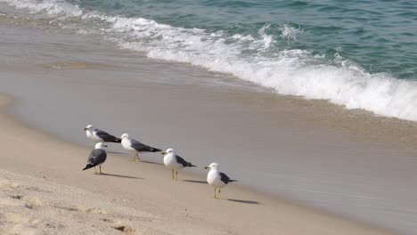 scenic view of breaking waves with black-tailed gull birds standing on the shore in gangneung, south korea - static, close up