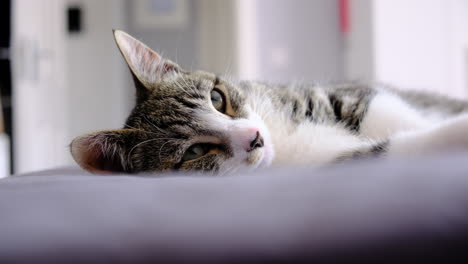 Junge-Katze-Schläft-Im-Schlafzimmer