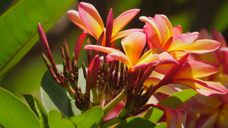 macro frangipani plumeria flowers, buds, green leaves in sunshine