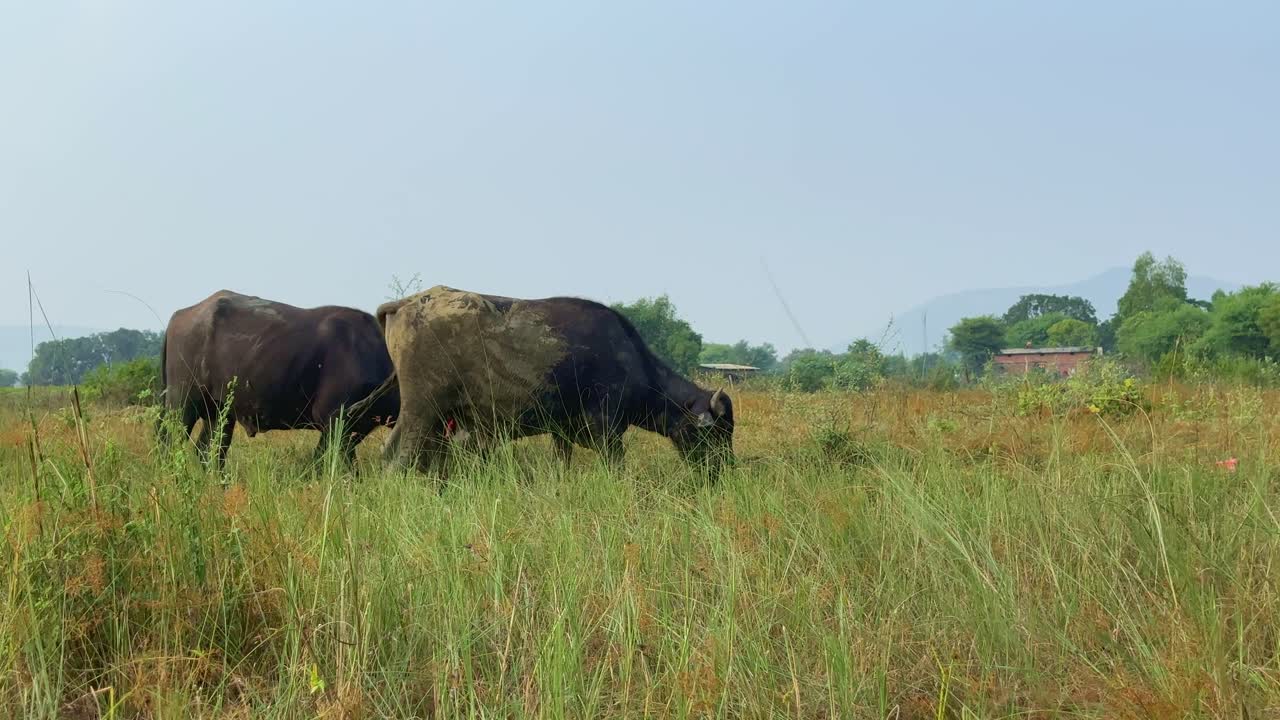 Two buffalo enjoy a leisurely graze in a verdant green meadow, surrounded by trees and basking in the warmth of a sunny blue sky