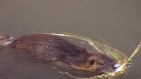 a beaver swims in a river