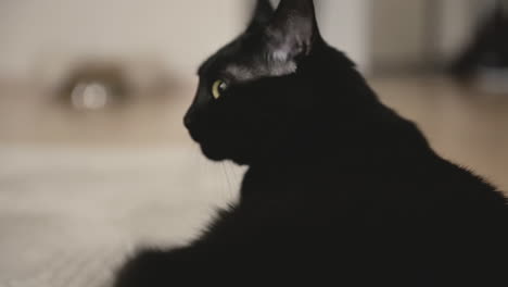 Retrato-De-Un-Lindo-Gato-Negro-Tirado-En-El-Suelo,-Mirando-Alrededor-Y-Lamiéndose-La-Boca
