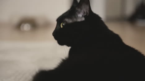 portrait of cute black cat lying on floor, looking around and licking its mouth