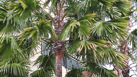 tropical palm tree moving with the wind