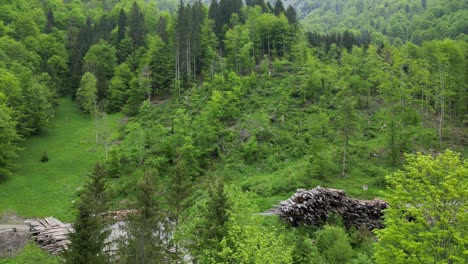 Shady-tall-trees-in-a-forest-on-the-shore-of-lake-Klöntalersee,-Glarus-Canton,-Switzerland