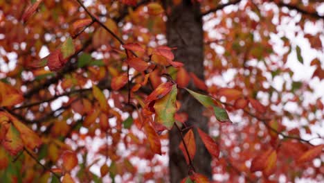 Rote-Und-Grüne-Elliptische-Herbstblätter-Auf-Einem-Ast-Während-Des-Tages