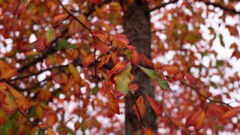 hojas elípticas rojas y verdes de otoño en una rama de árbol durante el día